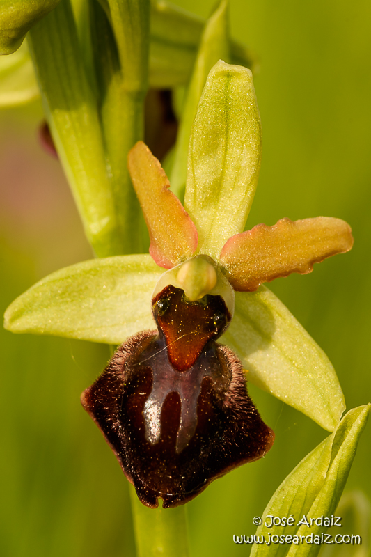 Ophrys sphegodes subsp. sphegodes
