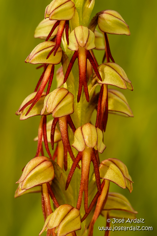 Orchis anthropophora (Aceras anthropophorum)
