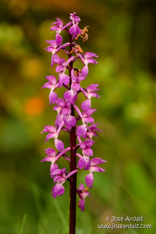 Androrchis mascula (Orchis mascula)