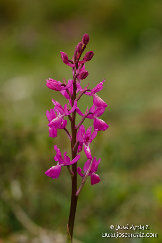 Androrchis langei (Orchis langei)