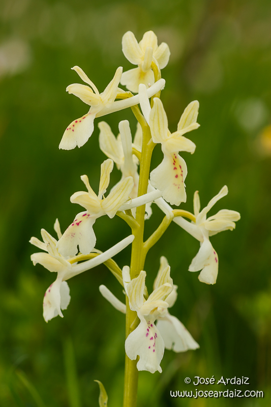 Androrchis provincialis (Orchis provincialis)