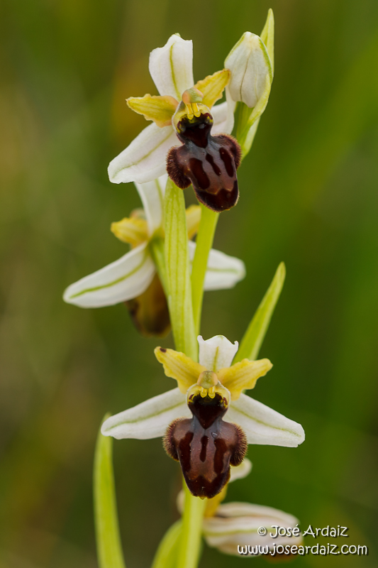 Ophrys sphegodes subsp. castellana